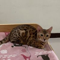 可愛豹貓交流社團