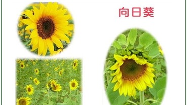 夏天花卉種植推薦：向日葵、滿天星、薰衣草！加碼超簡單插花教學