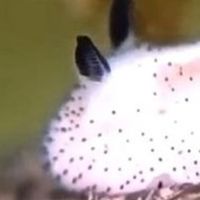 【逆水寒】海兔寶寶群組