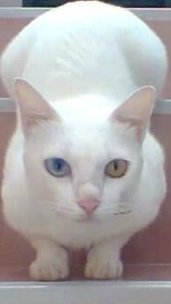 มิร่า
