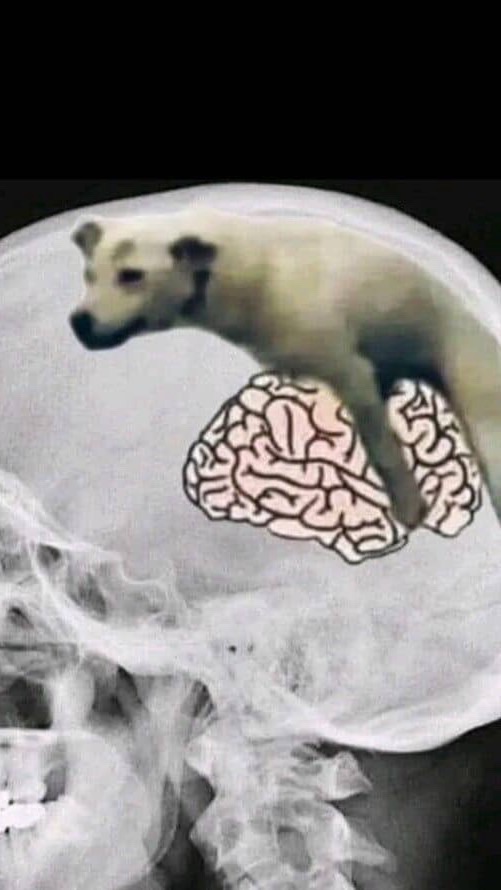 อพช ฟีฟาย