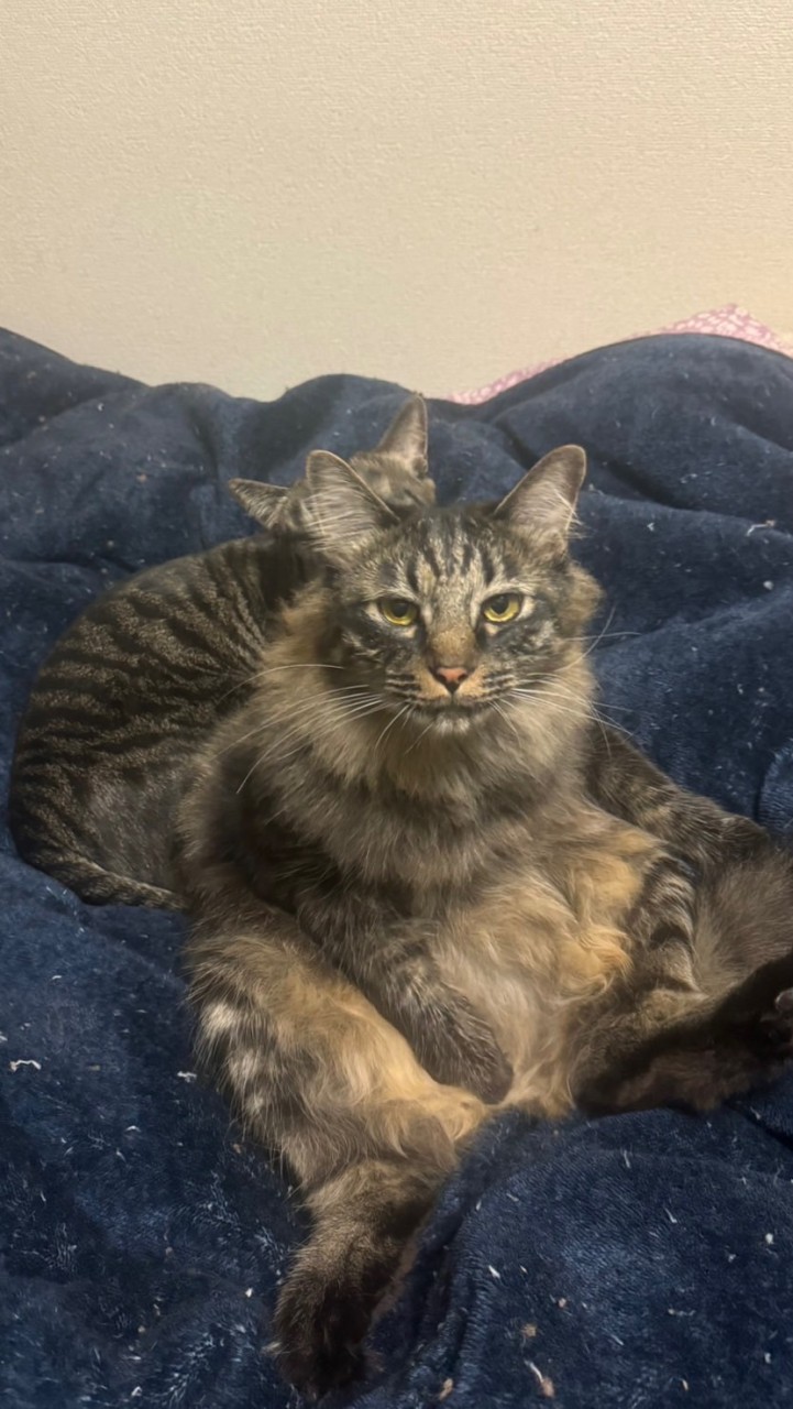 【DCSAのオープンチャット】資金調達したい人集まれ！！