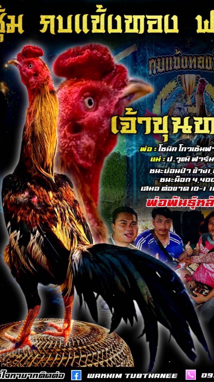 นคินทร์ฟาร์ม บ้านพัฒนาไก่พม่าแข้งคม