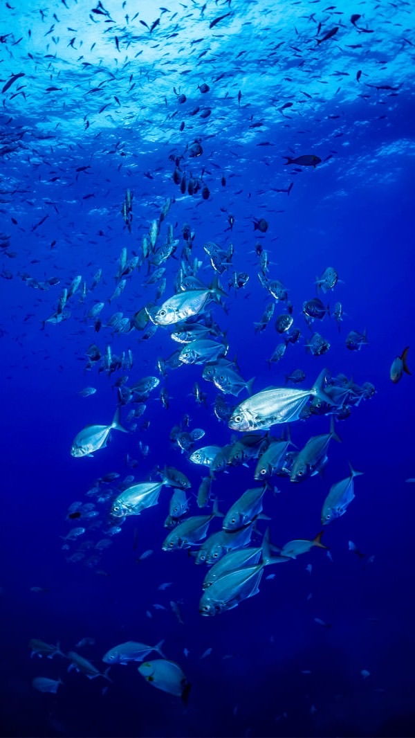 アジ釣りたい🎣アジングin九州