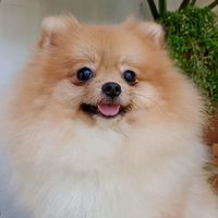 Pomeranian ซื้อ-ขาย-หาบ้าน