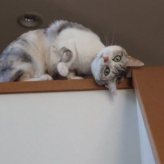 新しい爪みがきを堪能する猫 パワフルな爪とぎ 後ろ足ケリケリで喜びを表現