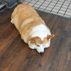 興大路L3