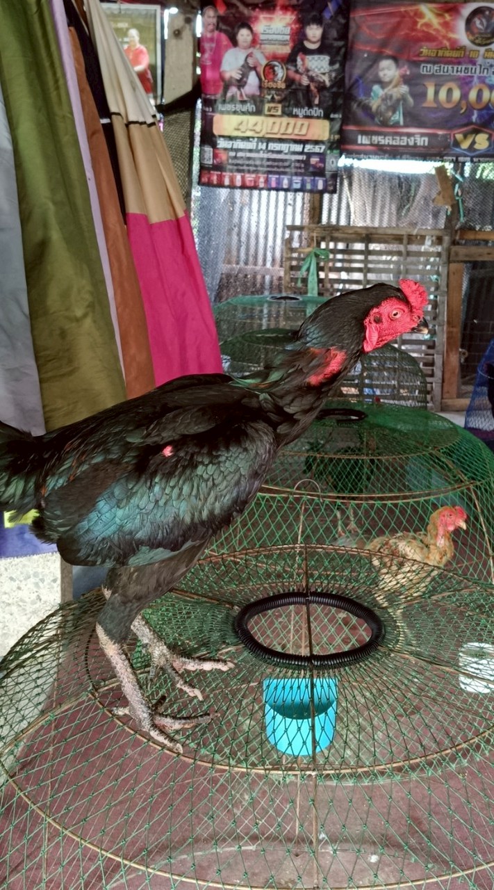 ซุ้ม เพชรขุนศึก