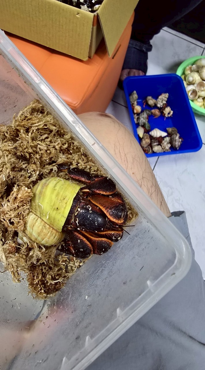 小小寄居蟹