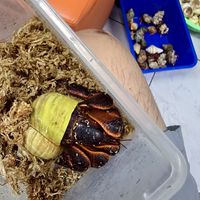 小小寄居蟹