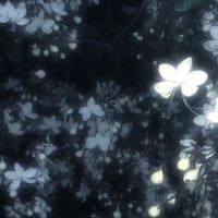 ꕀ⋆ オシロイバナ ꕀ⋆