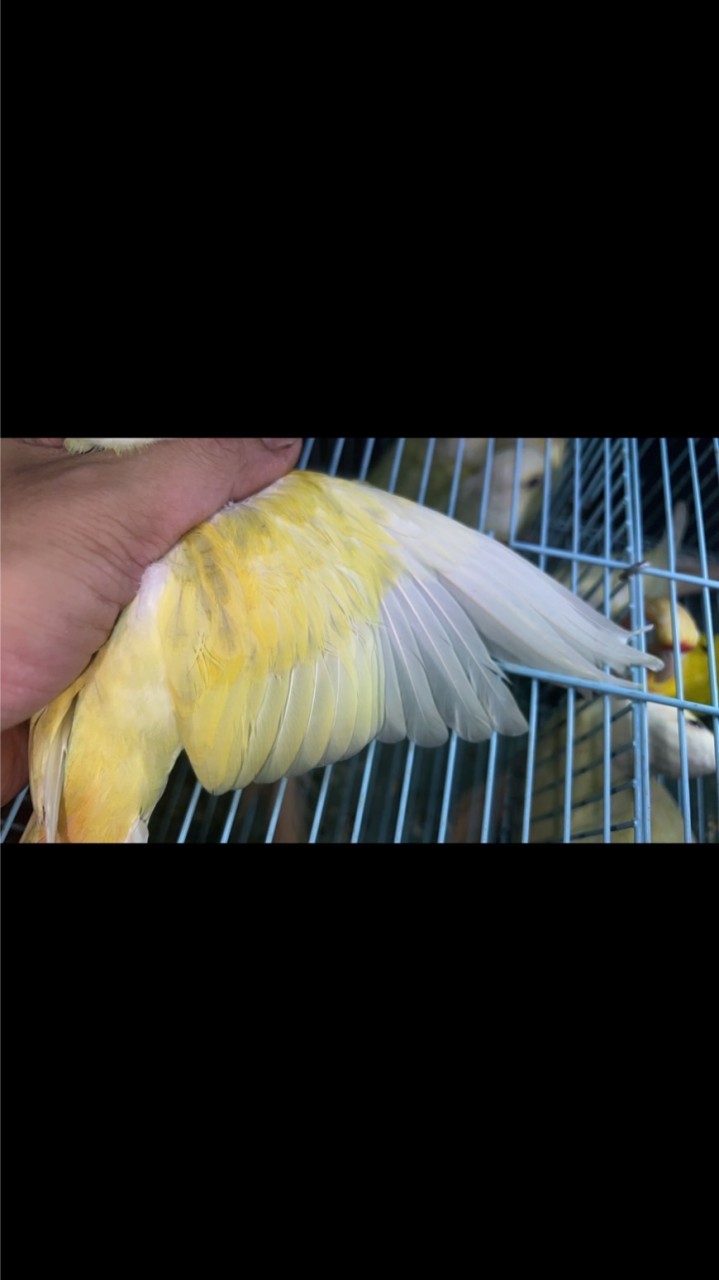 派特 鸚鵡 交流 社群(不限鳥種)