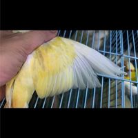 派特 鸚鵡 交流 社群(不限鳥種)