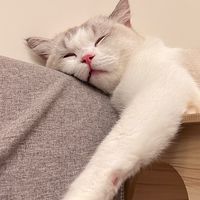 可愛動物園 - 毛孩用品揪團購