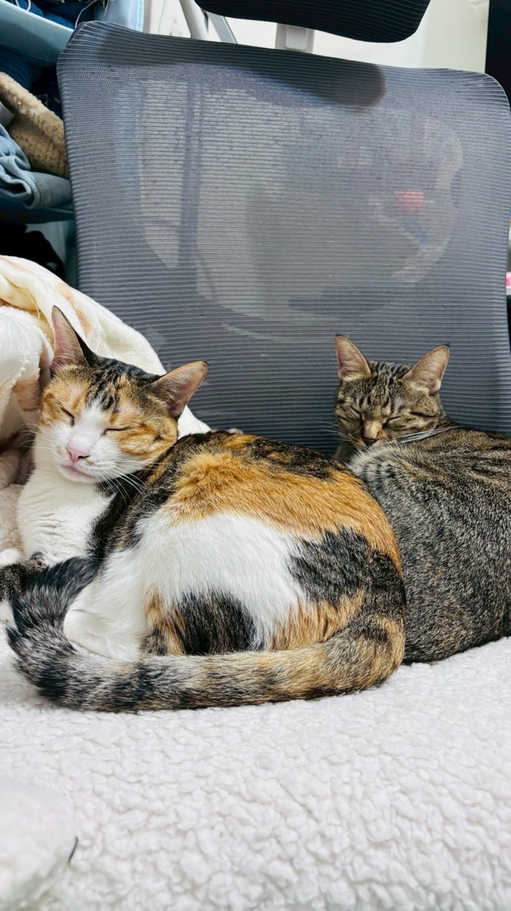 燒餅的日本願望清單