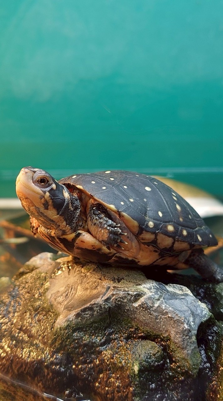 新營山水水族館