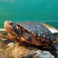 新營山水水族館