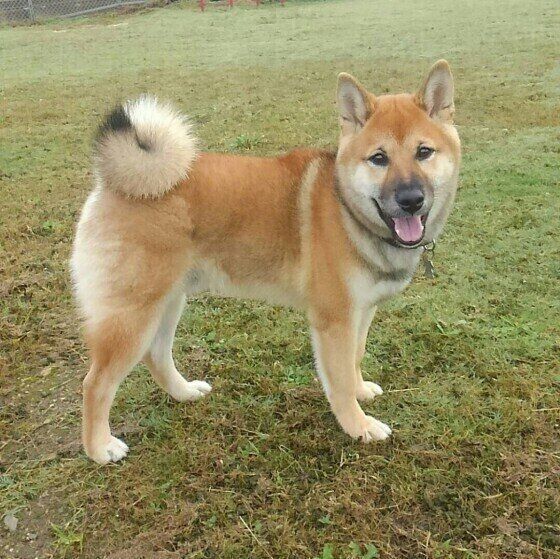 柴犬のしっぽ ﾁｮﾝ…）パパのしっぽをオモチャにした柴犬赤ちゃんと、真似する