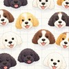 可卡布 x cockapoo