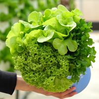 安妮 の水耕生菜團購 下次團購 6/8-6/14