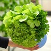 安妮 の水耕生菜團購 團購時間 ： 9/7-9/12