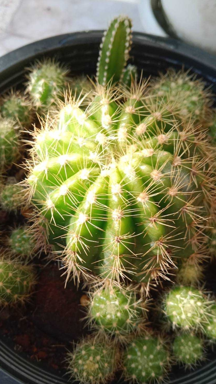 ให้คำปรึกษาเกี่ยวกับแคคตัส cactus group