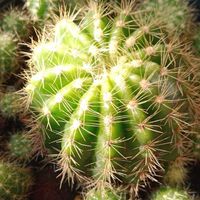 ให้คำปรึกษาเกี่ยวกับแคคตัส cactus group