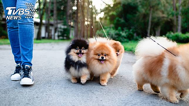 博美犬超可愛！示意圖／TVBS