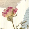 梅花梅花幾月開