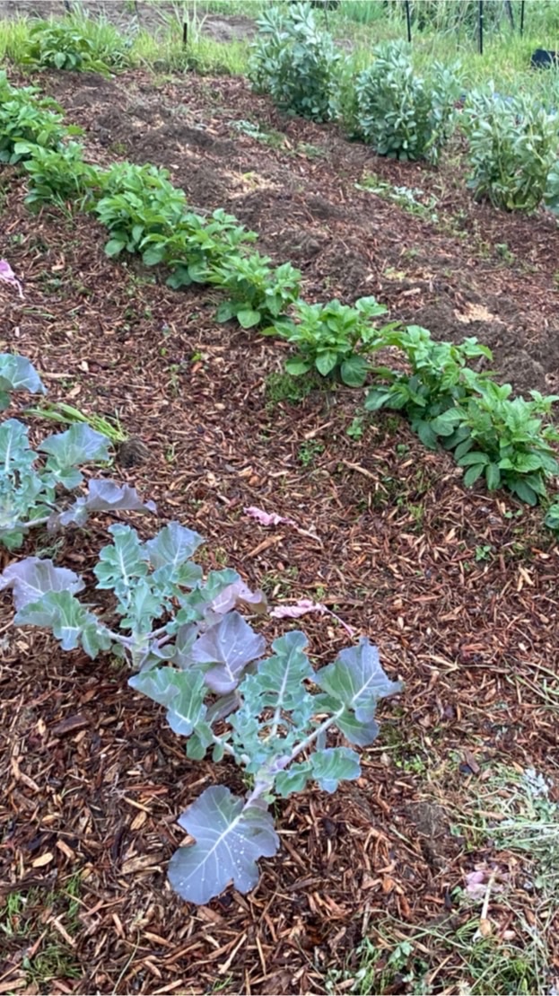 初心者の為の無農薬・無化学肥料で作る家庭菜園‼️★籾草循環農法★のオープンチャット