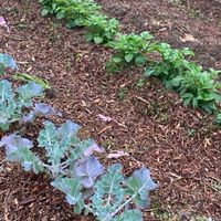 初心者の為の無農薬・無化学肥料で作る家庭菜園‼️★籾草循環農法★