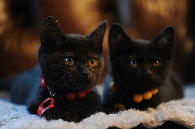 貓日劇 黑貓露西