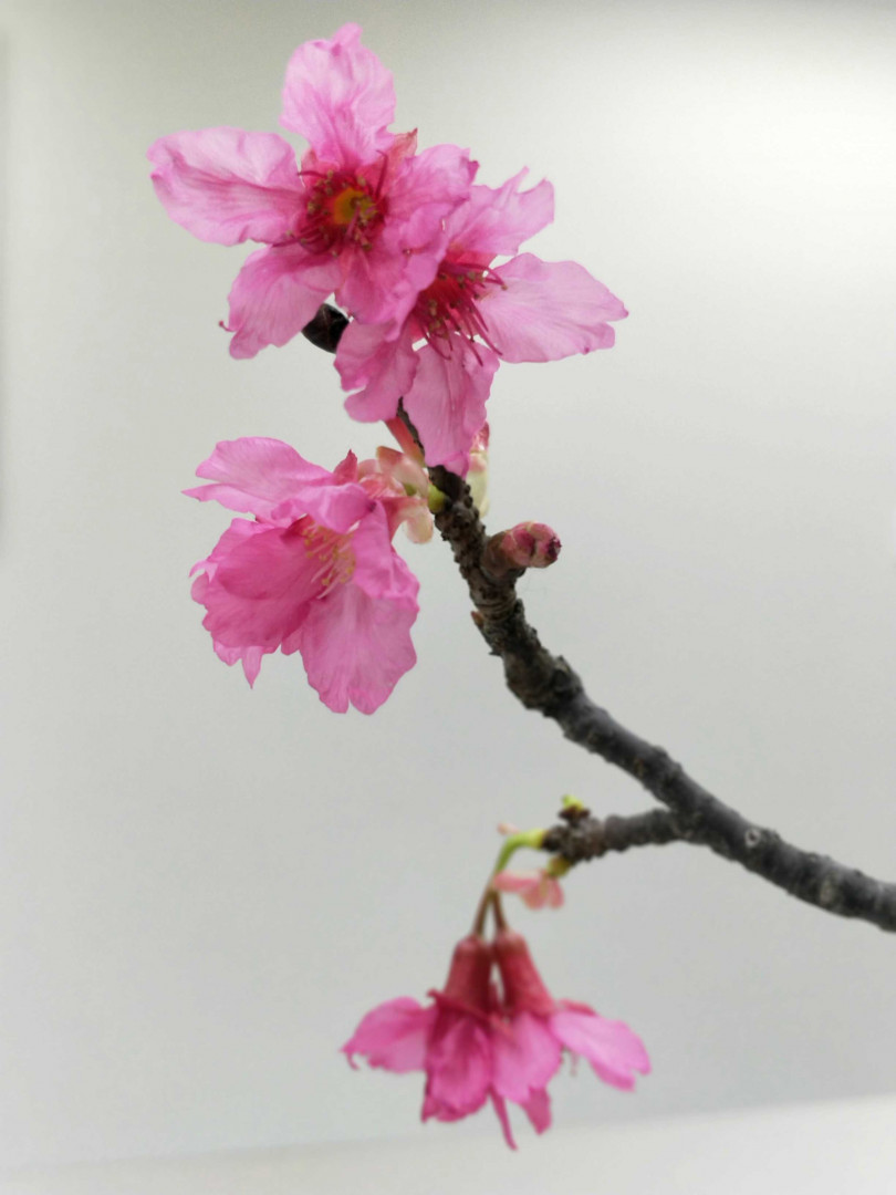 吟釀內的酵母菌採自台灣原生種山櫻花。