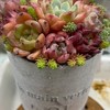 関西・多肉植物好きさん🪴