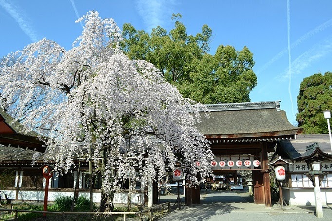 櫻花神社櫻花御守