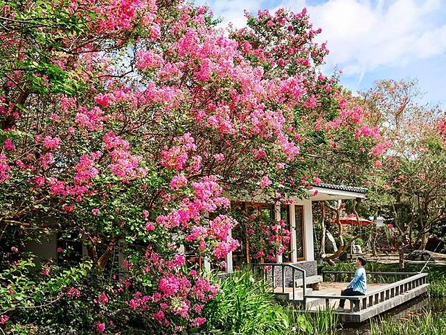 粉紅 台版兼六園 在彰化 滿園紫薇花綻放宛如仙境 台灣旅行趣 Line Today