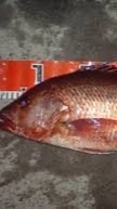 台南釣查隊 釣魚打屁哈喇