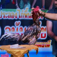 อาณาจักร ป่าก๋อย เงินล้าน