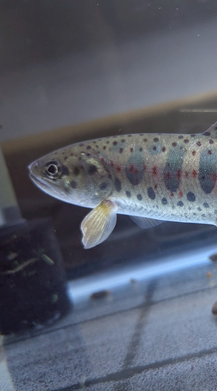 自作ルアー！ルアー自作する人集まれ〜！