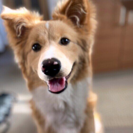 犬の体のスゴイ機能 いぬのきもちnews