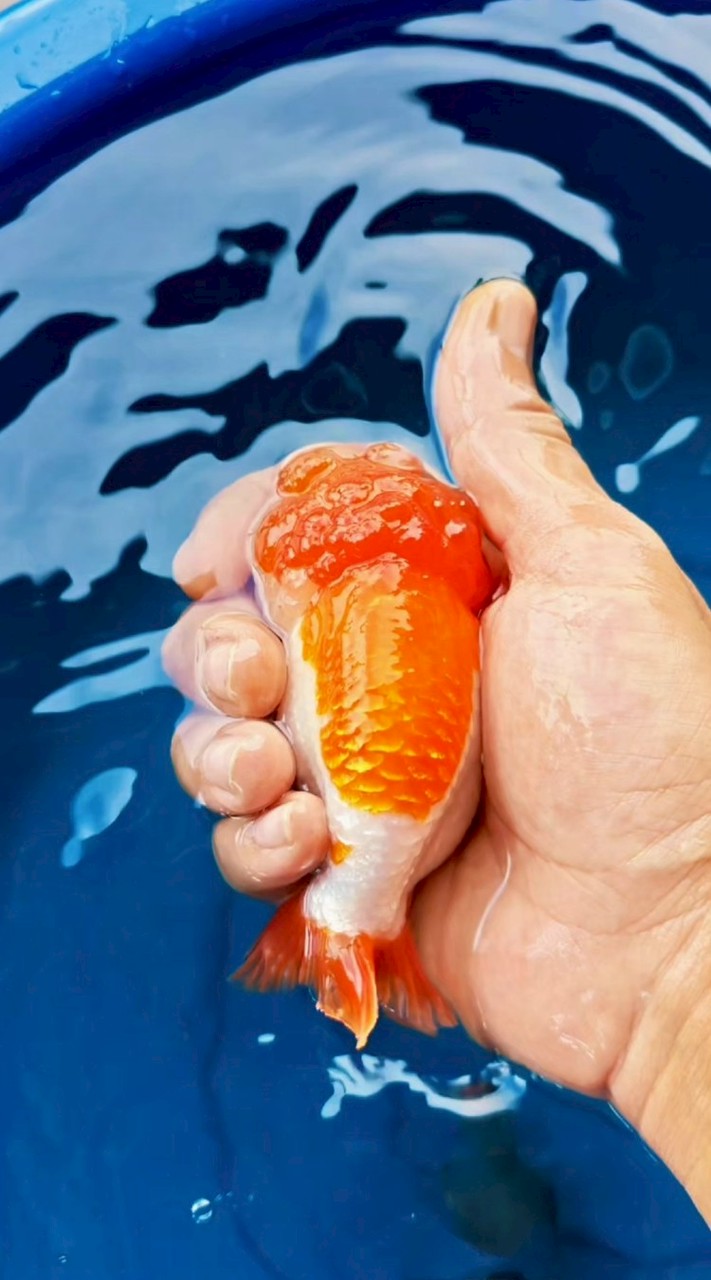 Famgoldfish