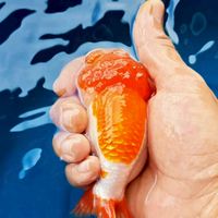 Famgoldfish
