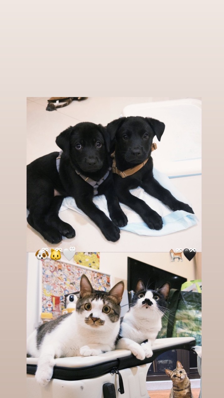 🐕‍🦺🐈阿孫の私密群群