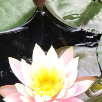 食衣住行育樂