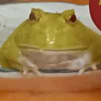 蛙蛙群