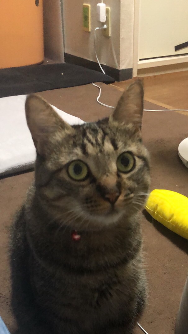 猫の写真をひたすらにupする部屋のオープンチャット
