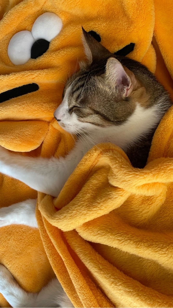 傻眼貓咪🐱貓奴們一起聊貓事