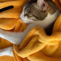 傻眼貓咪🐱貓奴們一起聊貓事