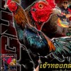 จ.จณิสตา โชคพรสุวรรณฟาร์ม