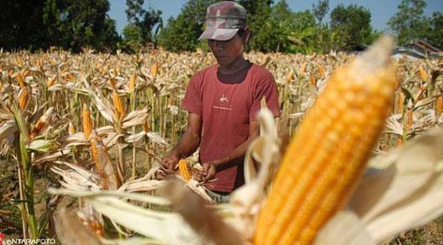 Mahasiswa UNY Sukses Ciptakan Alat Penanam Jagung Canggih